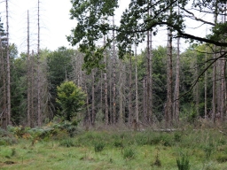 Bark beetle
